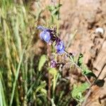 Salvia cuspidata 花