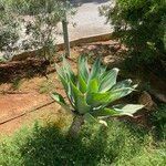 Agave attenuata ഇല