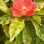 Pereskia bleo Folla