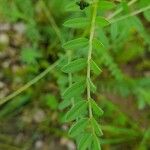 Astragalus asterias Leaf