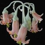 Cotyledon orbiculata Fleur