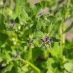 Asperugo procumbens Flor