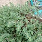 Euphorbia prostrata Листок