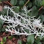 Helichrysum italicum Blad