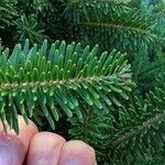 Abies fraseri 葉