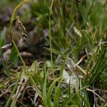 Carex capillaris Pokrój