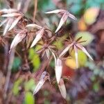 Lactuca muralis Vrucht