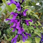 Salvia coerulea Floro
