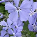 Phlox divaricata Floro
