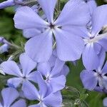 Phlox divaricata പുഷ്പം