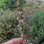 Salsola oppositifolia Květ