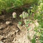 Trifolium arvenseLeaf