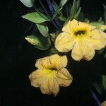 Adenocalymma bracteosum Flor