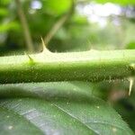 Rubus longithyrsiger Bark