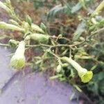 Nicotiana paniculata Квітка