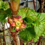 Ribes nigrum Flower