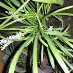 Liriope muscariHostoa