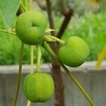 Manihot grahamii Fruit