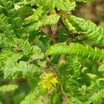 Comptonia peregrina Leaf