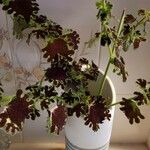 Coleus scutellarioides Lehti