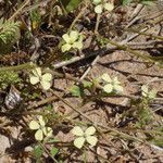 Enarthrocarpus arcuatus Blomma