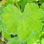 Geranium renardii Leaf