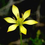 Harperocallis flava ফুল