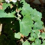 Aquilegia vulgarisBlad