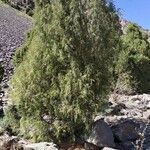 Juniperus seravschanica Hábitos