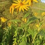 Helianthus tuberosusCvet