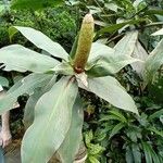 Costus guanaiensis Feuille