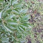 Cinnamomum camphora 叶