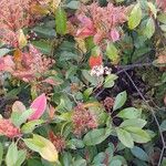 Photinia fraseri Blad