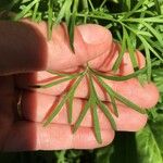 Delphinium carolinianum Leaf