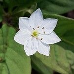 Lysimachia europaea Blomst