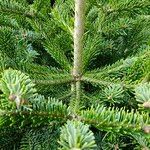 Abies nordmanniana Elinympäristö