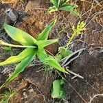 Chlorophytum zavattarii Lehti