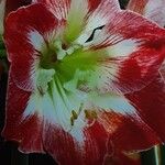 Hippeastrum reginae ᱵᱟᱦᱟ