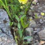 Diatelia tuberaria Libunga