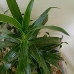 Dracaena angustifolia Blad