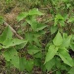 Ipomoea carnea برگ