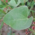 Rumex vesicarius Blatt