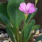 Oxalis monophylla Hábito