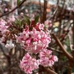 Viburnum farreriCvet