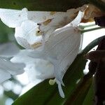 Rhododendron pudorosum Flor