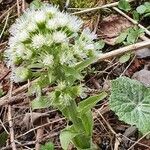 Petasites albusKukka