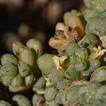 Traganum moquinii Flor