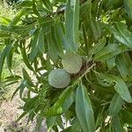 Prunus dulcis Fruto