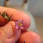 Spergula purpurea Квітка