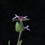 Stachys splendens Агульны выгляд